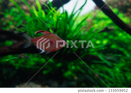 A fish drifting through a forest of aquatic plants 133059952