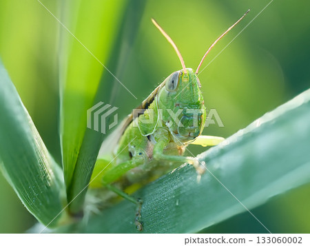 吃草的蚱蜢 133060002