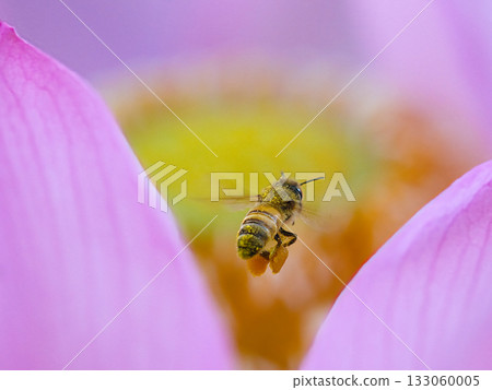 Bee perched on a lotus flower 133060005