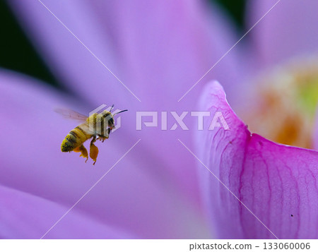 Honeybees sucking flower nectar Honeybees sucking flower nectar 133060006