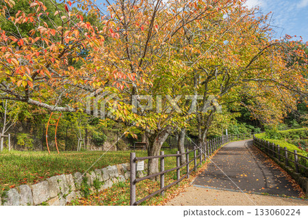 Promenade along the Lake Biwa Canal, Kyoto City 133060224