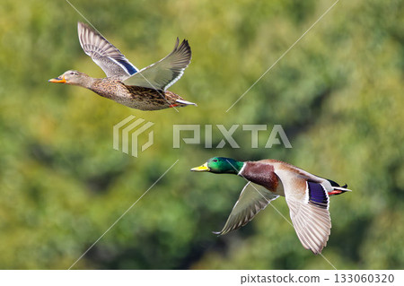 Mallards flying in pairs 133060320