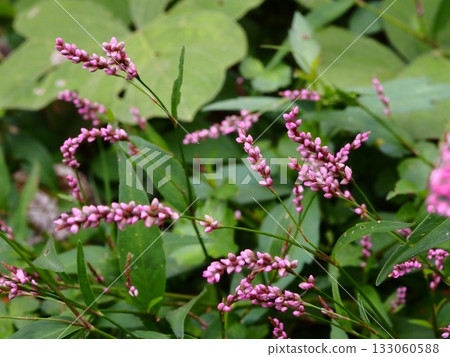 Purple flowers of Polygonum gracilis bloom on the banks of the Arakawa River in autumn Purple flowers of Polygonum gracilis bloom on the banks of the Arakawa River in autumn 133060588