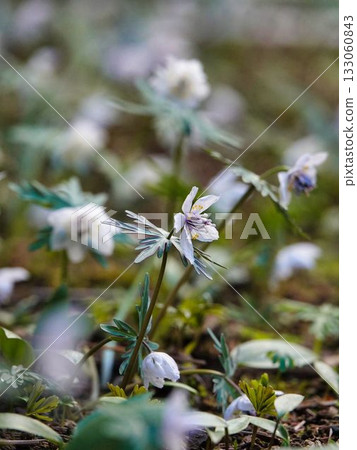 Marmalade hoverfly sucking the nectar of Eranthis pinnatifida 133060843