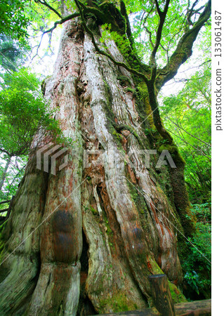 Yakushima forest scenery: Mossy Kigensugi cedar 5 Yakushima forest scenery: Mossy Kigensugi cedar 5 133061487