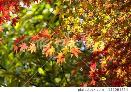 Autumn maple leaves starting to change color beautifully Autumn maple leaves starting to change color beautifully 133061854