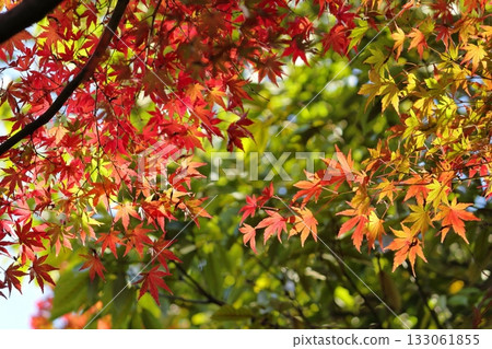 Autumn maple leaves starting to change color beautifully Autumn maple leaves starting to change color beautifully 133061855