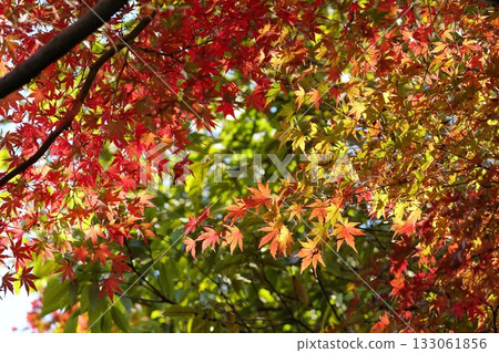 Autumn maple leaves starting to change color beautifully 133061856