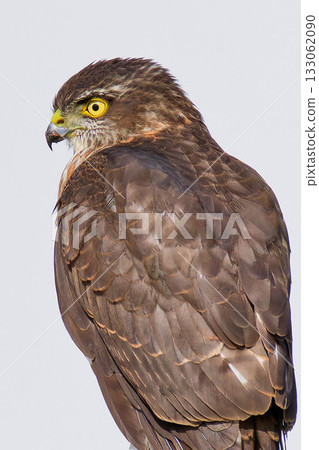 幼年雀鷹的側影 133062090