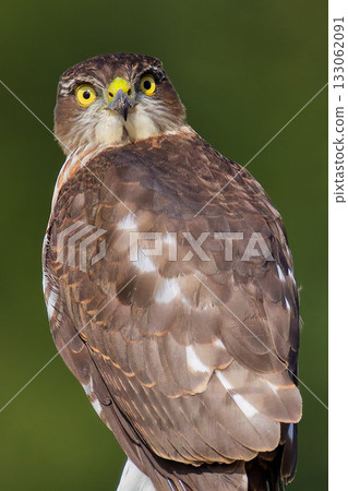 一隻年輕的雀鷹正看著我 133062091