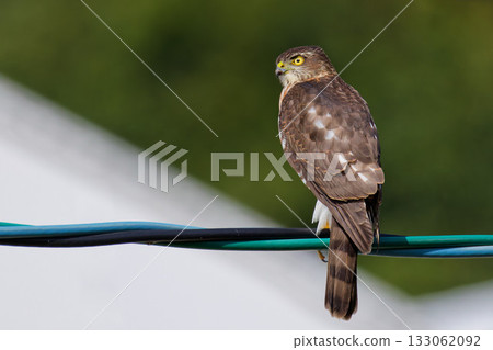 一隻幼年雀鷹在鎮上的電線上尋找獵物。 133062092
