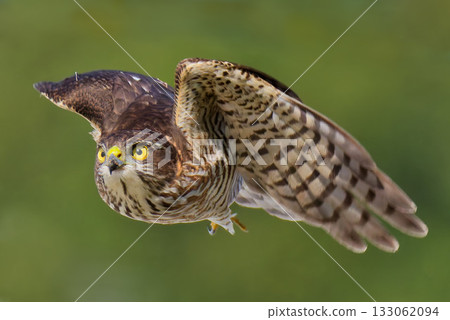 A young Japanese sparrowhawk flies over here 133062094