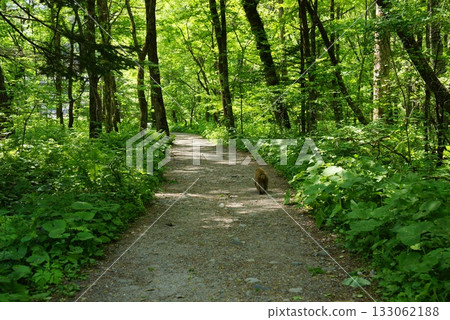 Kamikochi Promenade 133062188