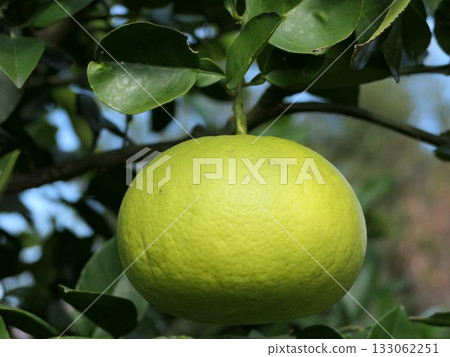 Oroblanco, Sweetie 7 133062251