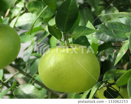 Oroblanco, Sweetie 5 Oroblanco, Sweetie 5 133062253