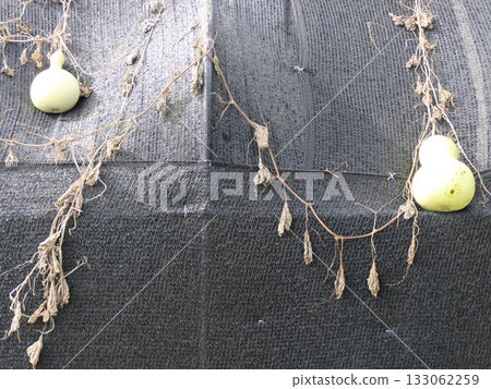 If you let a gourd crawl, it will become deformed. 133062259