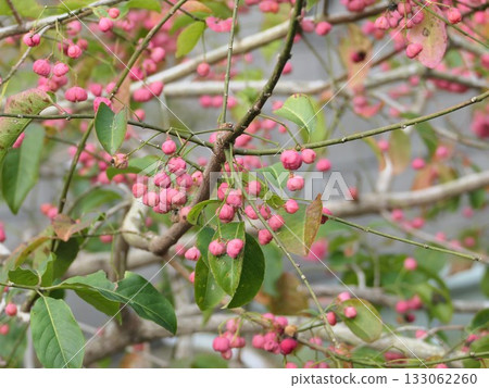 The fruit of the Mayumi tree turns color and it's the season when Daurian redstarts arrive. The fruit of the Mayumi tree turns color and it's the season when Daurian redstarts arrive. 133062260