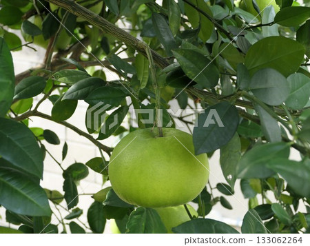 Oroblanco, Sweetie 1 133062264