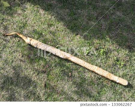 It was a hot summer, but the Chinese yam grew well. 133062267