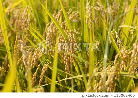 Paddy field during harvest season. Variety: Yukiwakamaru Paddy field during harvest season. Variety: Yukiwakamaru 133062400
