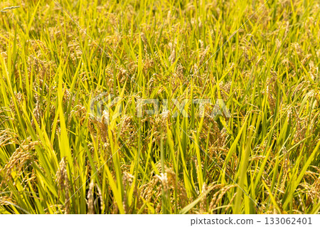 Paddy field during harvest season. Variety: Yukiwakamaru Paddy field during harvest season. Variety: Yukiwakamaru 133062401