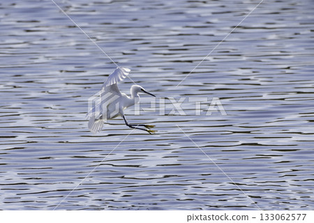 Egret flying over the water 133062577