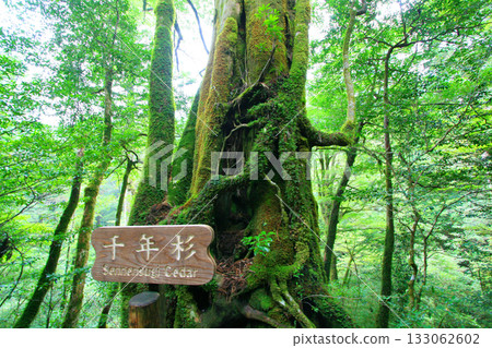 Yakushima forest scenery: Moss-covered millennium cedar 1 133062602
