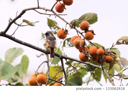 start棲息在一棵樹上 start棲息在一棵樹上 133062616