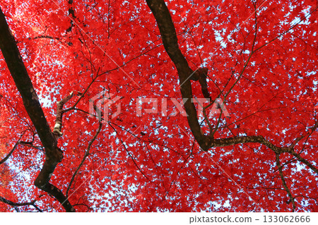 Autumn leaves, image Autumn leaves, image 133062666