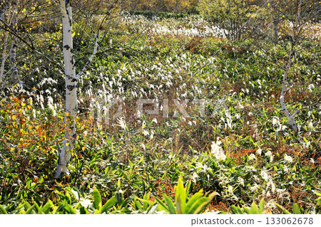 The magnificent autumn foliage of Shiga Kogen 133062678