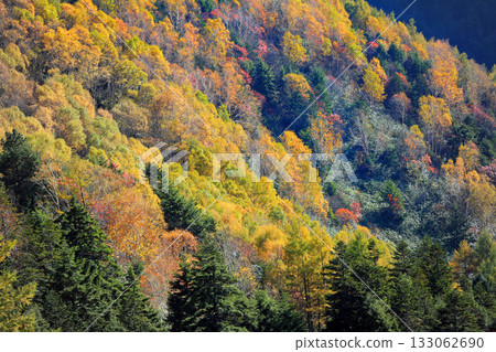 The magnificent autumn foliage of Shiga Kogen The magnificent autumn foliage of Shiga Kogen 133062690