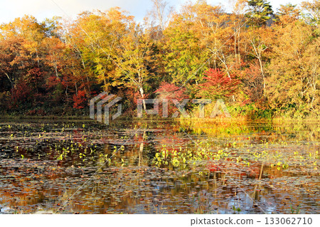 志賀高原壯觀的秋葉 133062710
