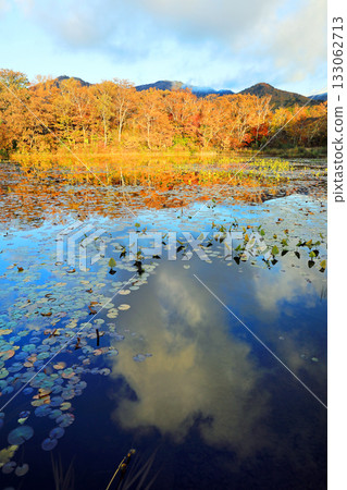 志賀高原壯觀的秋葉 133062713