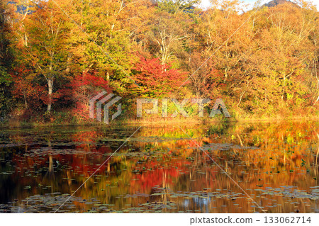 志賀高原壯觀的秋葉 志賀高原壯觀的秋葉 133062714