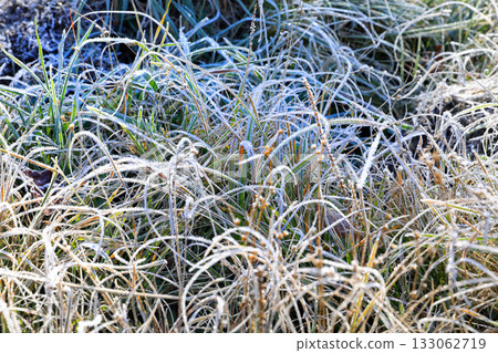 志賀高原壯觀的秋葉 133062719