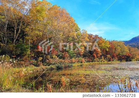 The magnificent autumn foliage of Shiga Kogen 133062728