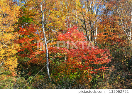 The magnificent autumn foliage of Shiga Kogen 133062731