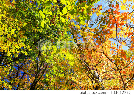 The magnificent autumn foliage of Shiga Kogen 133062732