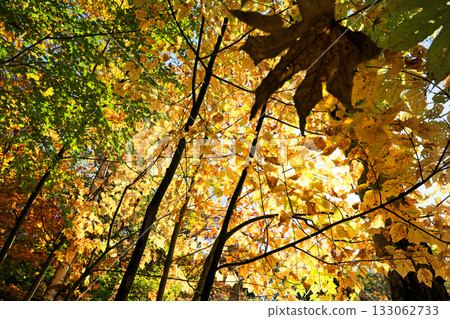 The magnificent autumn foliage of Shiga Kogen 133062733