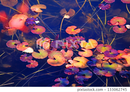 志賀高原壯觀的秋葉 133062745