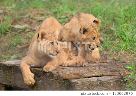 Lion's Young Brother 133062970