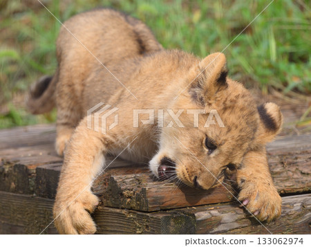 Lion cub gnawing on a board 133062974