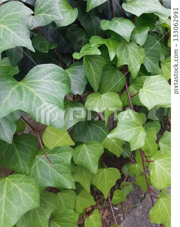 大葉子，綠葉 133062991