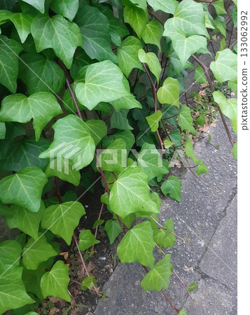 石牆上長著草，綠葉，葉子 133062992