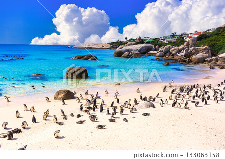 Beautiful penguins at Boulders Beach Beautiful penguins at Boulders Beach 133063158