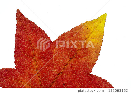 鈴蘭的秋葉 133063162