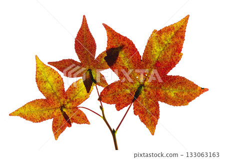 鈴蘭的秋葉 133063163