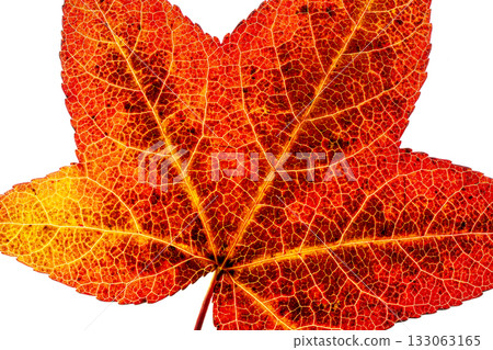 鈴蘭的秋葉 133063165