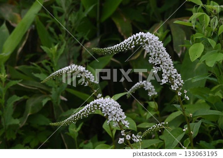 A beautiful loosestrife with wavy, curved white flowers seen at Appi Highlands. 133063195
