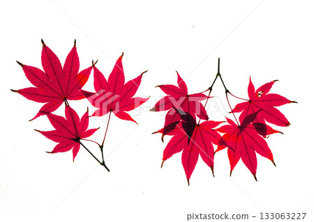 紅楓葉材料 133063227